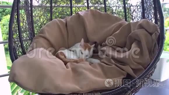夏露台洗白姜猫视频
