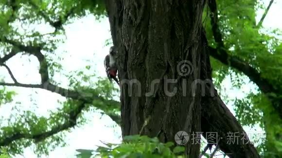 啄木鸟挖空了一棵树