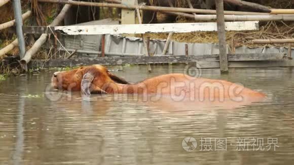 白化水牛在池塘里玩耍和游泳视频