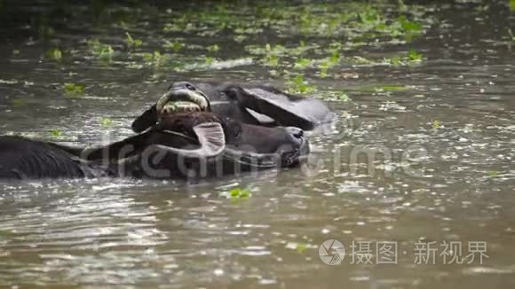 水牛在池塘里玩耍和游泳视频