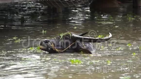 水牛在池塘里玩耍和游泳视频