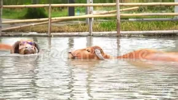 白化水牛在池塘里玩耍和游泳