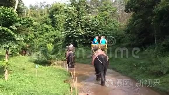 晴天骑大象视频