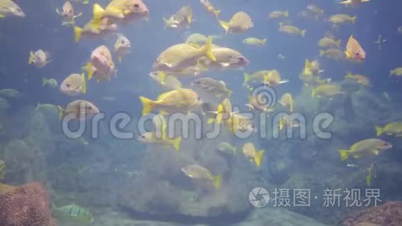 在著名海洋世界水族馆游泳的鱼