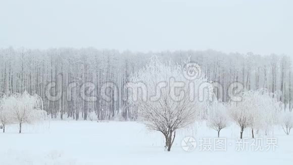 冬季城市公园的景观。 下雪了。