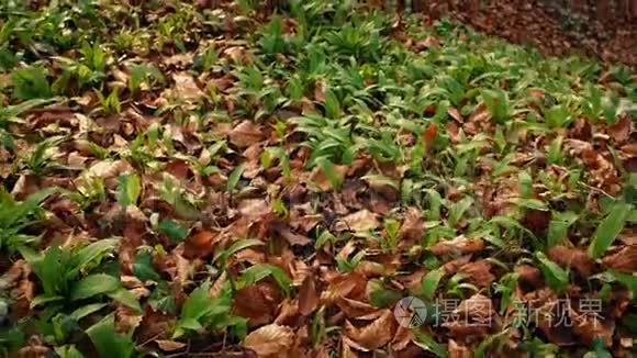 滑翔在林地植物和树叶上视频