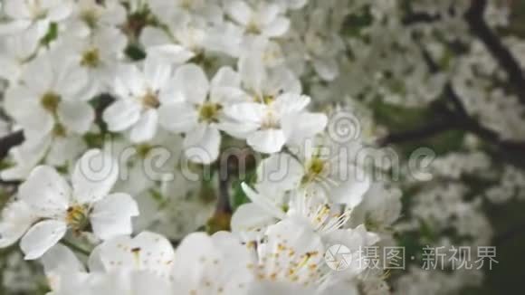 樱花的枝干，慢动作