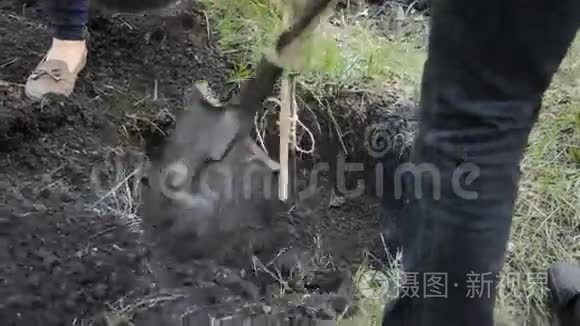 种植松树苗视频