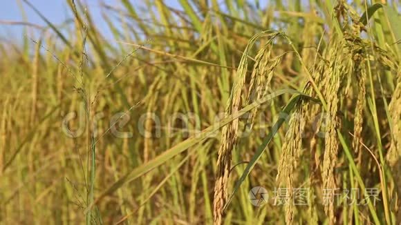 茉莉花水稻在农场种植视频