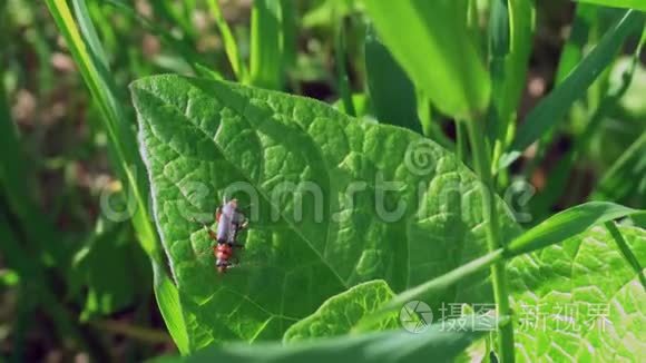 草地上一只小虫子的特写镜头