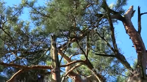 三只红松鼠春季在松树上视频