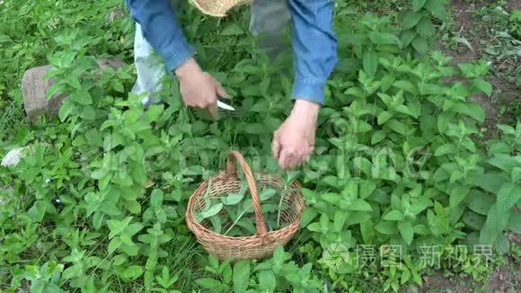 采薄荷的园丁草药师视频