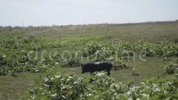 在农村的农场里奔跑的小猪视频