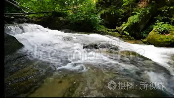 森林山涧流过岩石视频