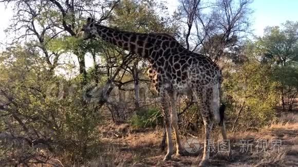 非洲长颈鹿在树上放牧视频