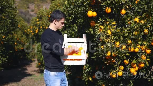 年轻人采摘成熟的橘子