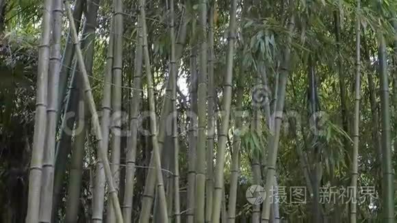 竹林在风中飘荡视频