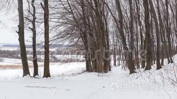 冬季森林降雪.