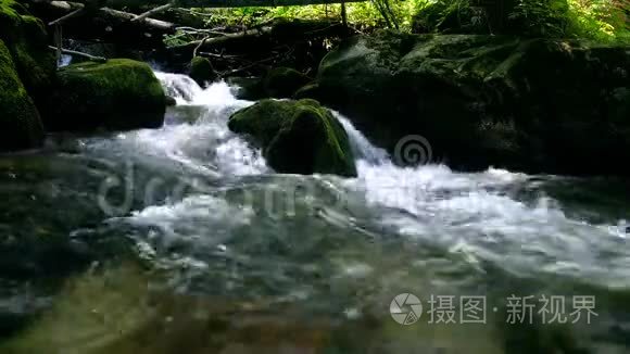 森林山涧流过岩石视频