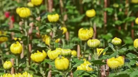 日光下黄色菊花对红花的特写视频