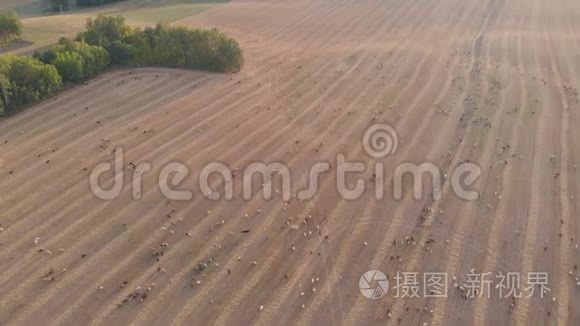 日落时在草地上放牧的一大群牲畜. 空中观景。