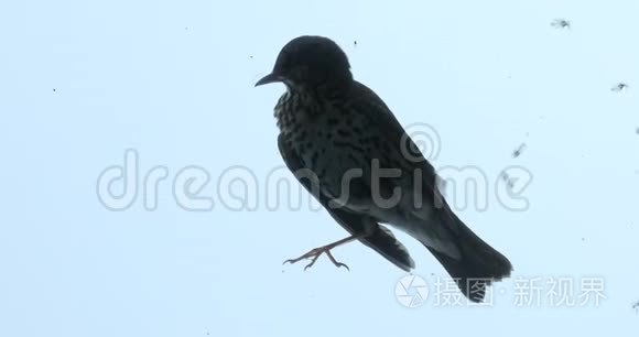 肯尼亚非洲马赛马拉鸟巢