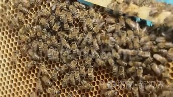 把勤劳的蜜蜂放在蜂巢上视频