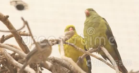 非洲马塞马拉鸟巢视频