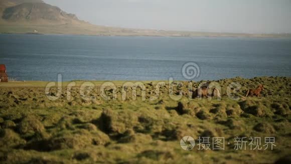 美丽的北方自然景观。 冰岛野马群在田野里疾驰而过。