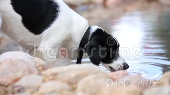 口渴的狗在后院的游泳池里喝酒