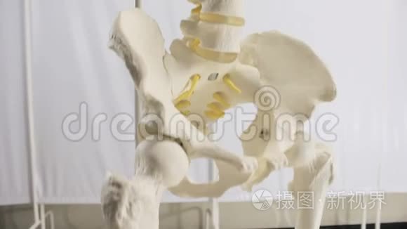 脊柱人体椎骨平面虚拟结构视频