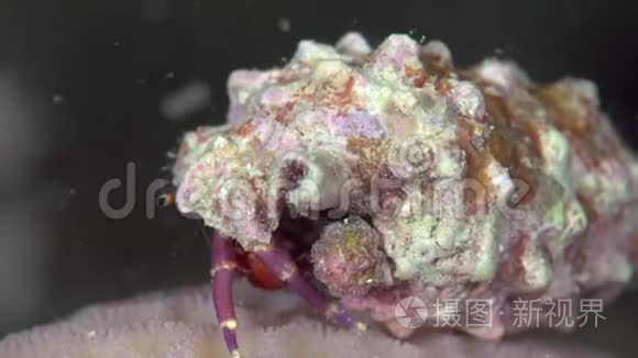 苏丹红海珊瑚中的斑马斑蟹视频