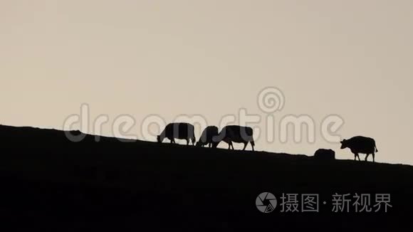 在山顶放牧的背光奶牛视频