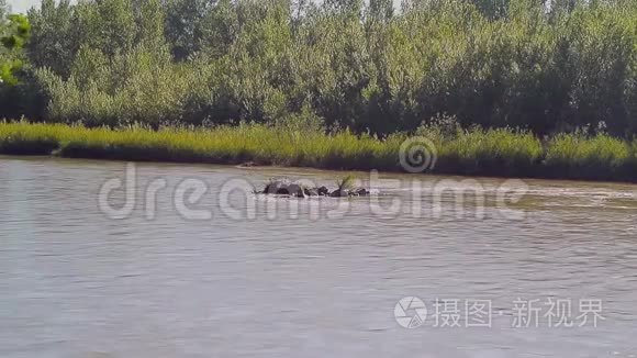 河沿河岸流着树木和草视频