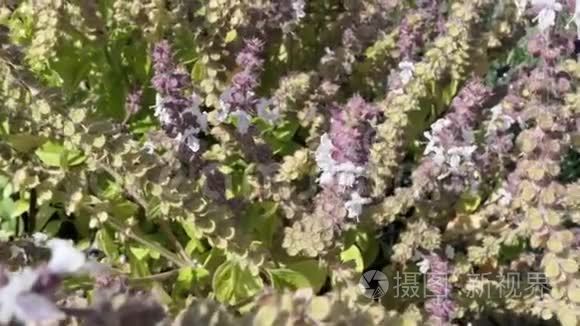 欧洲羊毛开卡蜂在盛开的罗勒草视频