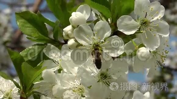 蜜蜂在樱桃上采集花蜜视频