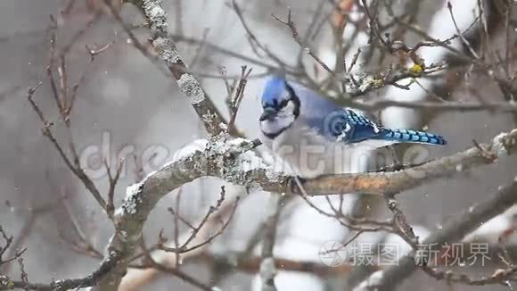 蓝色杰伊在一个下雪的场景视频