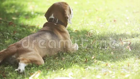 小猎犬躺在绿草上