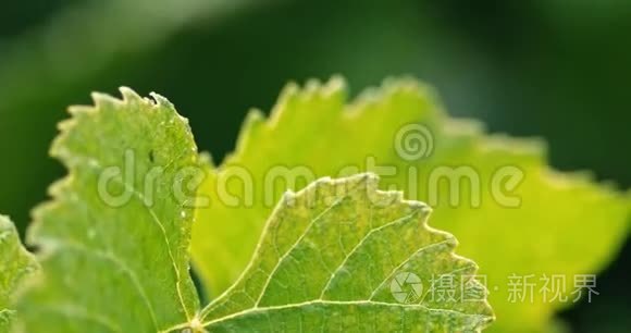 大雨中绿叶的特写视频