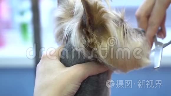 约克郡猎犬在宠物沙龙理发