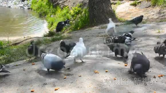 用面包喂养鸽子。 一群鸟在飞走。