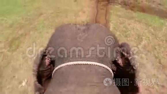 大象在地上行走视频