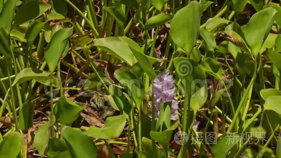 紫罗兰色的水葫芦花在长叶间视频