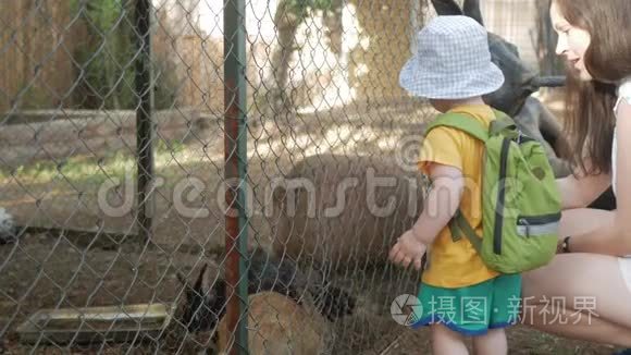 一个小男孩和父母在动物园里用绿草喂兔子。 几只野兽吃。