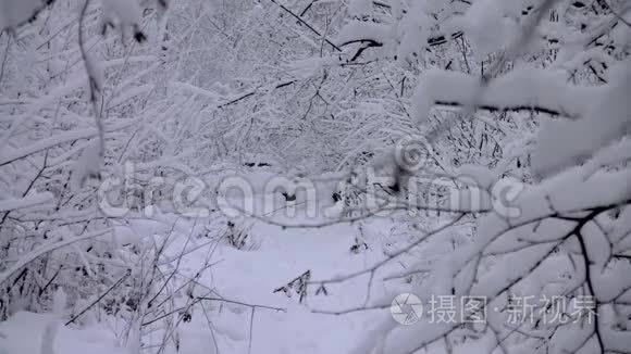 黄狗沿着白雪覆盖的森林奔跑视频