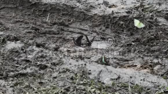 五彩缤纷的蝴蝶在泥泞的地面上视频