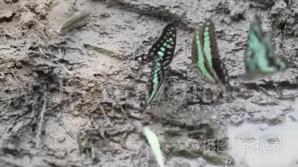 五彩缤纷的蝴蝶在泥泞的地面上视频