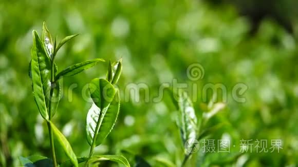 新鲜的绿茶叶和花蕾视频