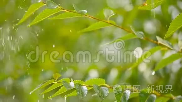 大滴雨慢慢落在绿叶上