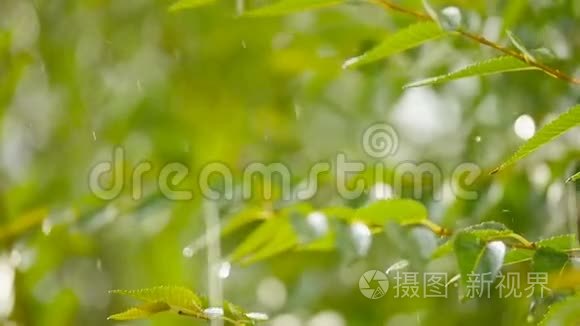 大滴雨慢慢落在绿叶上